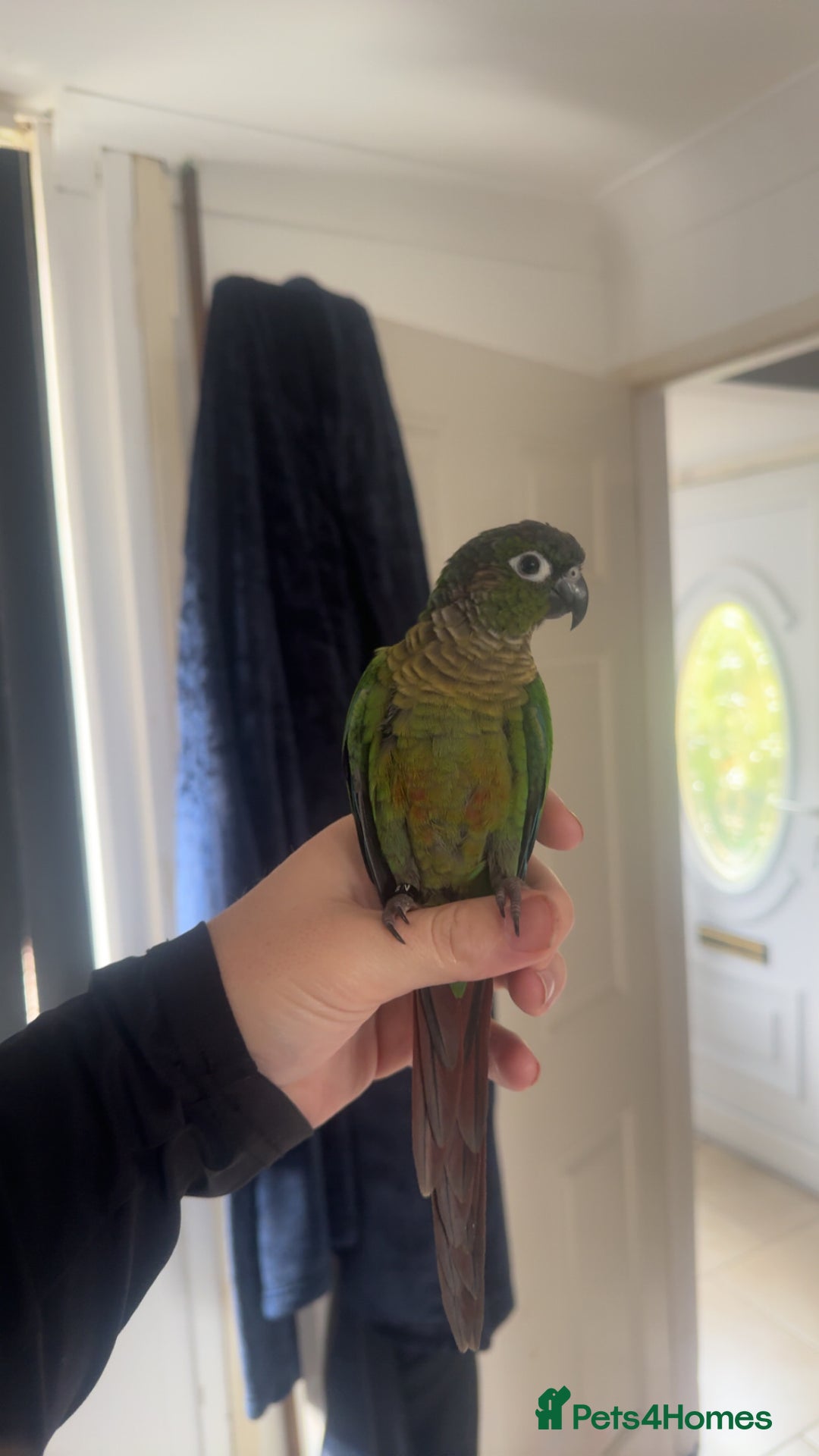 Conures birds for sale: Green Cheek Conure - Image 1