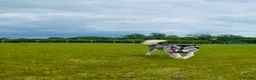 Siberian Husky dogs for sale: Beautiful husky female  - Advert 4