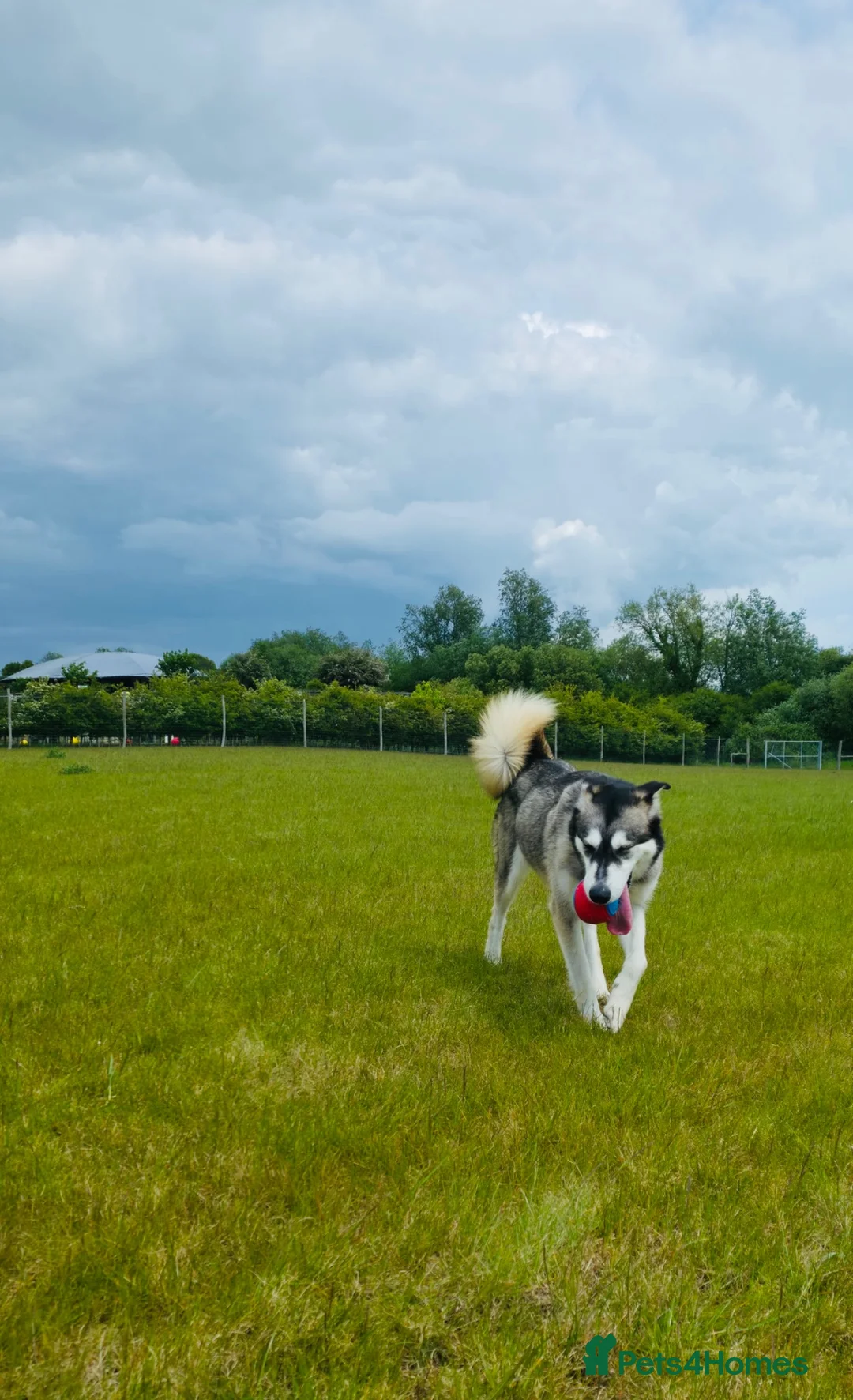 Siberian Husky dogs for sale: Beautiful husky female  - Advert 4