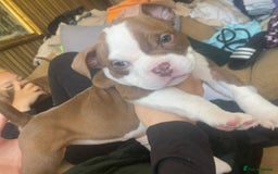 American Bully dogs for sale: 6 stunning American bully’s for sale  - Image 7