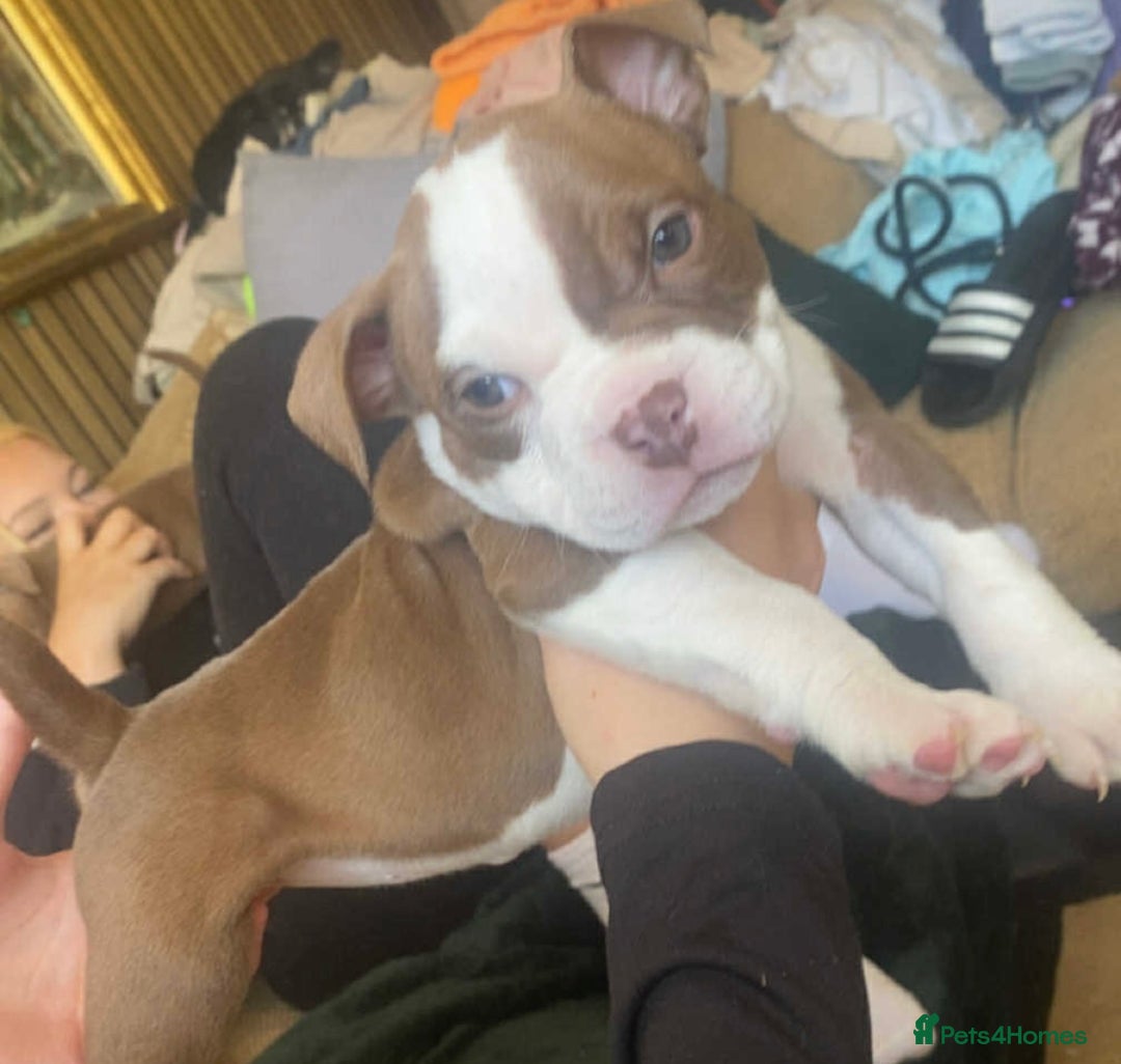 American Bully dogs for sale: 6 stunning American bully’s for sale  - Image 7