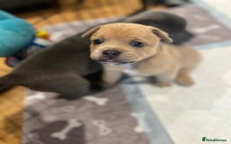 Mixed Breed dogs for sale: STUNNING UNIQUE PUPS 💙💗 - Image 9