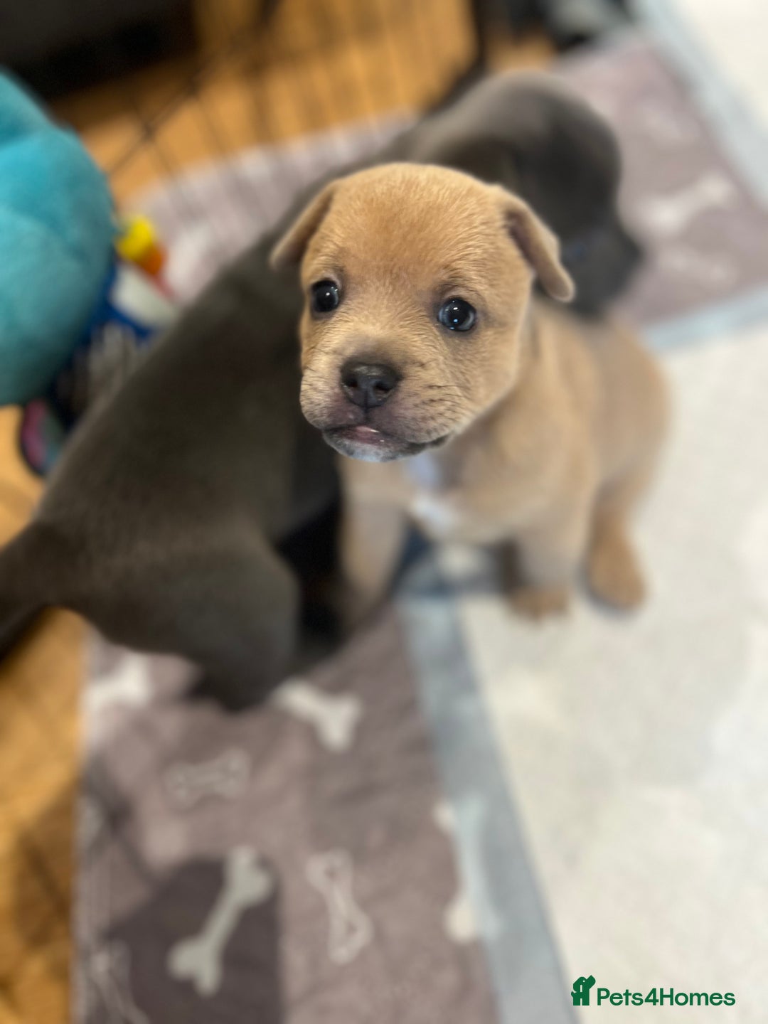Mixed Breed dogs for sale: STUNNING UNIQUE PUPS 💙💗 - Image 9
