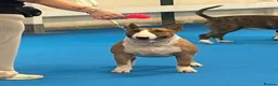 Bull Terrier dogs for stud: Champion Red and White stud  - Advert 9
