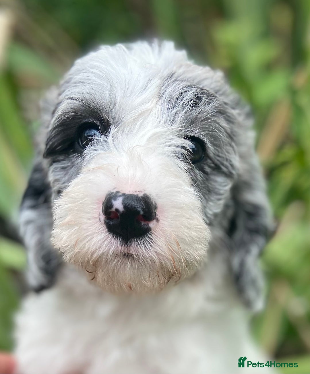 Mixed Breed dogs for sale: Beautiful poodle cross puppies - Image 8