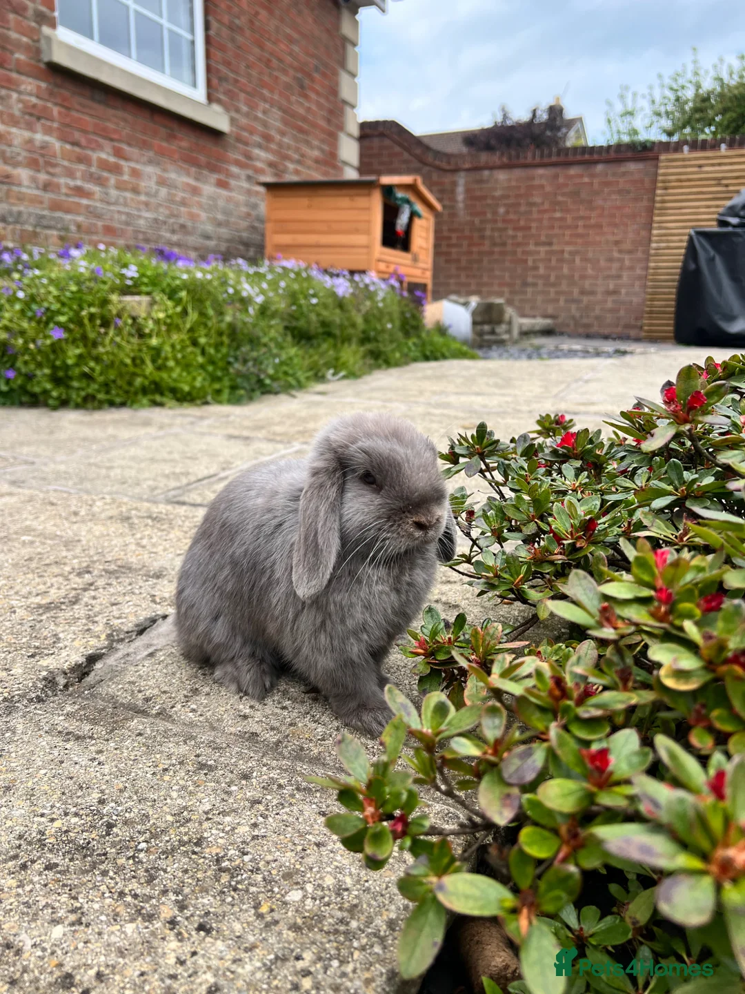 Dwarf Lop rabbits for sale: Dwarf Lion lops  in Caldicot - Advert 1