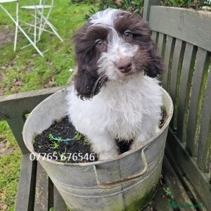 Cockapoo dogs Cockapoo Girl Pick of Litter Licenced Breeder - Advert 7