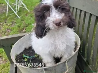 Cockapoo dogs Cockapoo Girl Pick of Litter Licenced Breeder - Advert 7