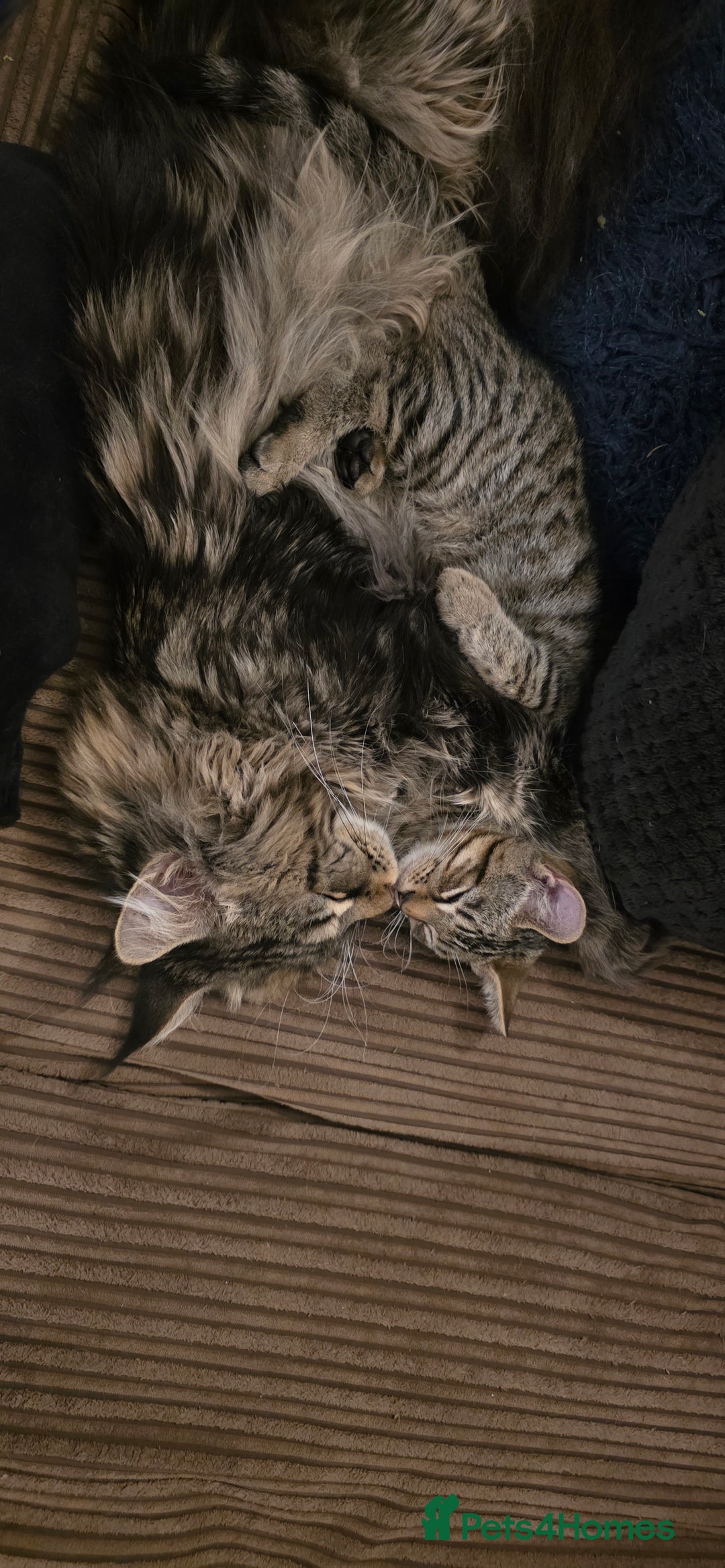 Mixed Breed cats for sale: Half Maine coon kittens - Advert 3