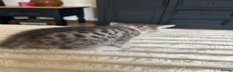 Bengal cats for sale: Bengal cross kittens in Frodsham - Advert 16
