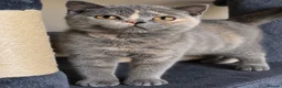British Shorthair cats for sale: British shorthair kittens ready to leave soon  - Advert 8