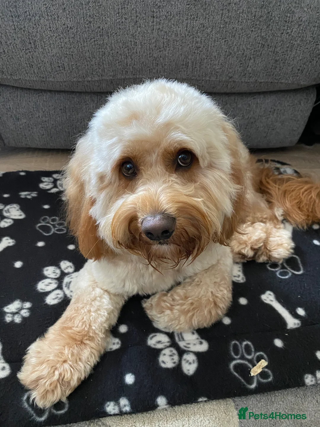 Cockapoo dogs for stud: Cockapoo stud in Durham - Advert 17