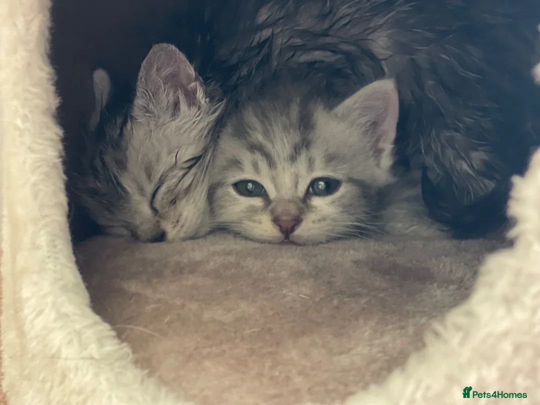 British Shorthair cats for sale: 2 Cute British Shorthair Kittens in Harrow - Advert 1