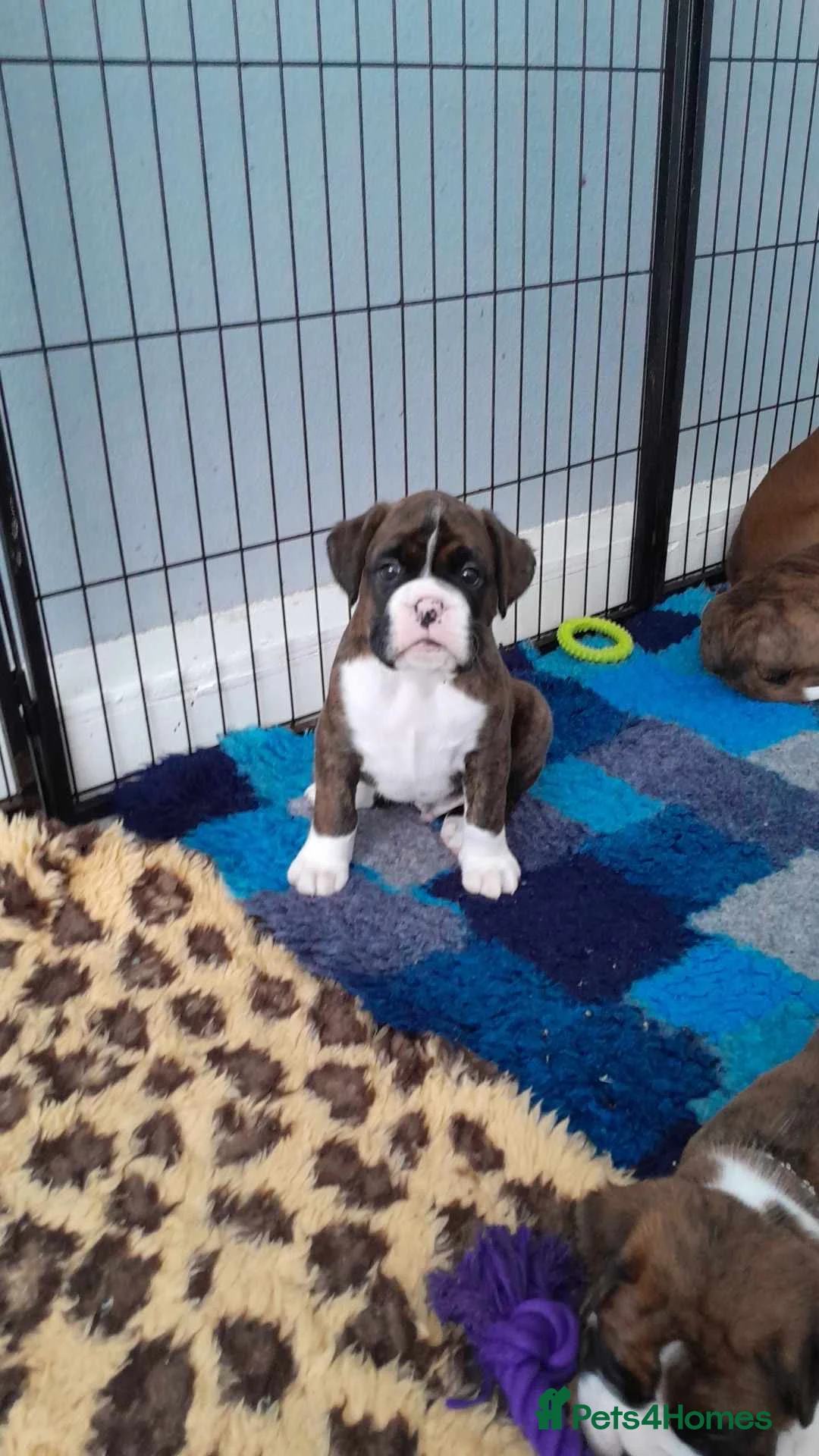 Boxer dogs for stud: KC REGISTERED BRINDLE & WHITE PROVEN STUD.   in Mexborough - Advert 16