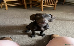 Mixed Breed dogs for sale: Stunning GSP X cocker spaniel  - Image 5