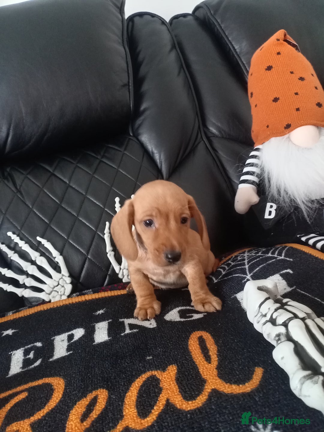 Miniature Dachshund dogs for sale: beautiful miniature dachshund pups available now  - Image 9