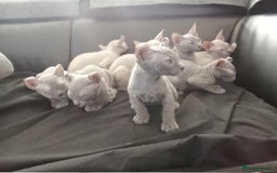 Sphynx cats for sale: Shynx Elf & Peterball kittens - Image 9
