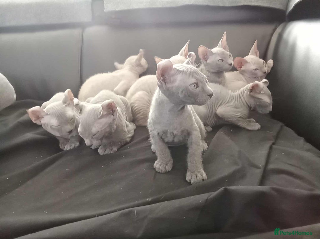 Sphynx cats for sale: Shynx Elf & Peterball kittens - Image 9
