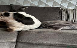 English Bulldog dogs for sale: British bulldog for sale - Image 4