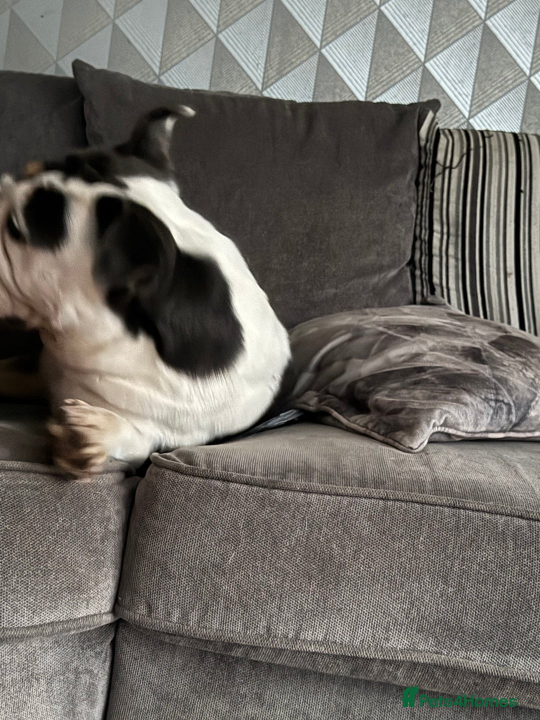 English Bulldog dogs for sale: British bulldog for sale - Image 4