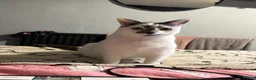 Mixed Breed cats for sale: Urgent rehoming needed  - Advert 2