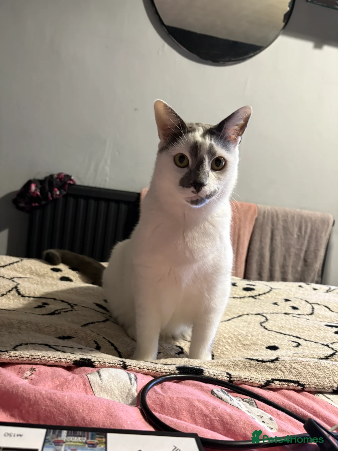 Mixed Breed cats for sale: Urgent rehoming needed  - Advert 2
