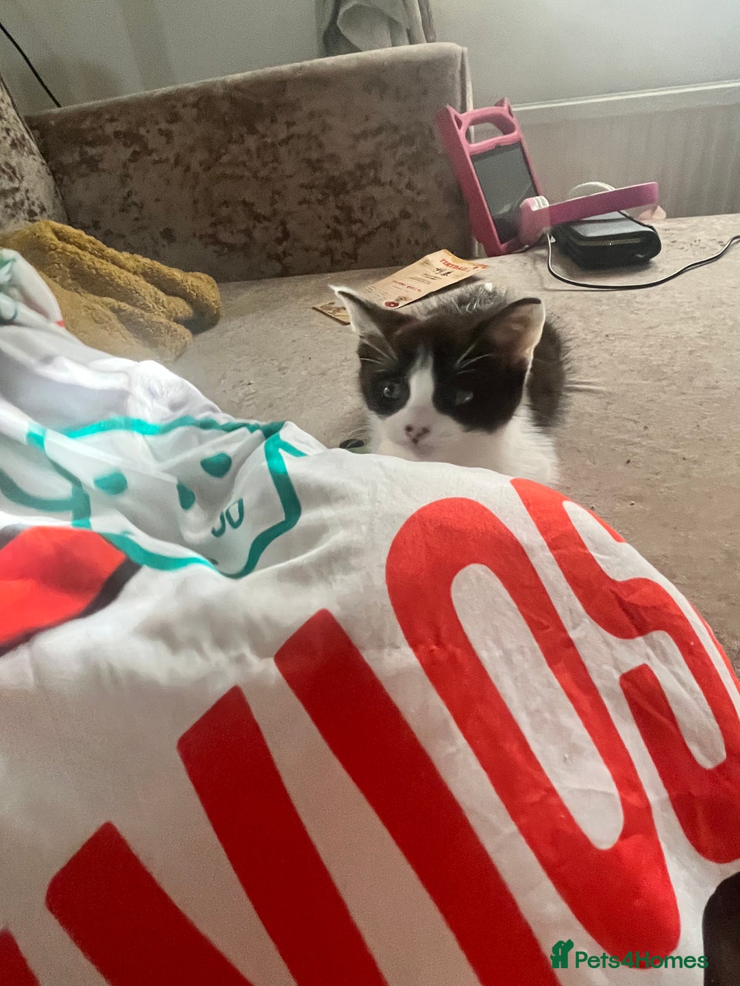 Mixed Breed cats for sale: Lil girl looking for her forever home - Image 4
