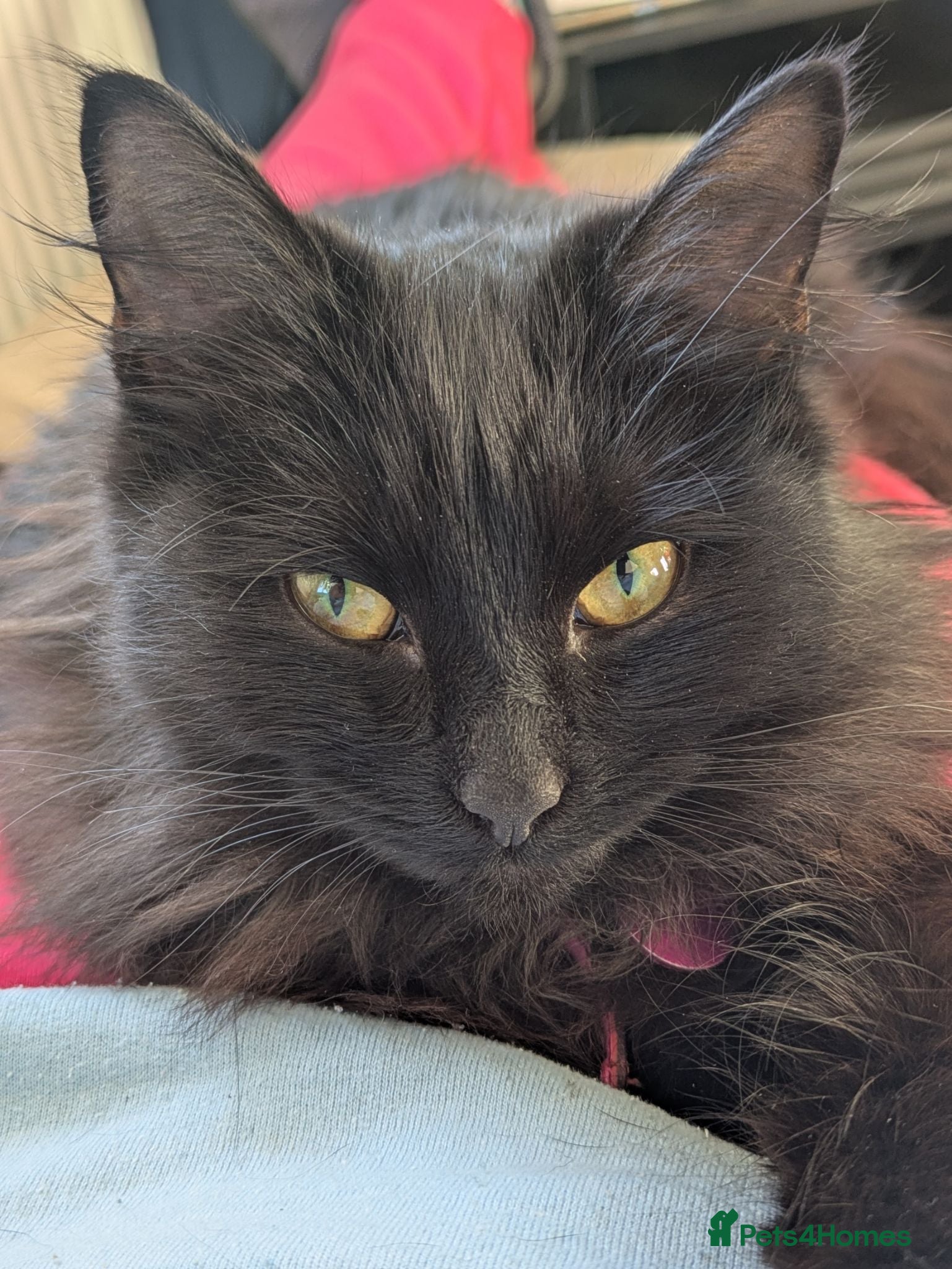 Mixed Breed cats Bonded pair;lovely;friendly female 1/2 Siberian - Advert 1