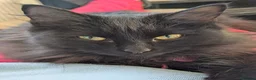 Mixed Breed cats for sale: Bonded pair;lovely;friendly female 1/2 Siberian - Advert 1