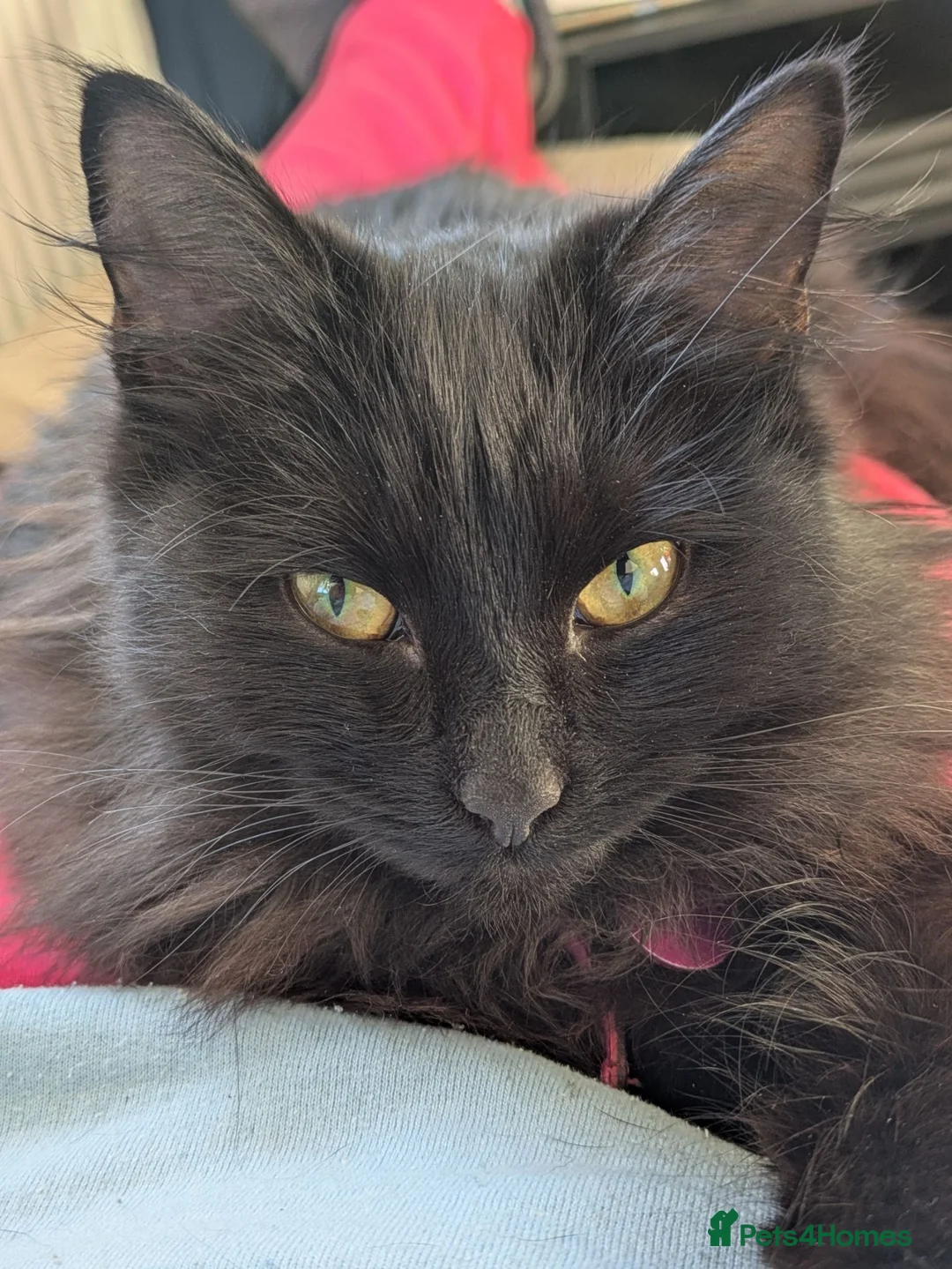 Mixed Breed cats for sale: Bonded pair;lovely;friendly female 1/2 Siberian - Advert 1