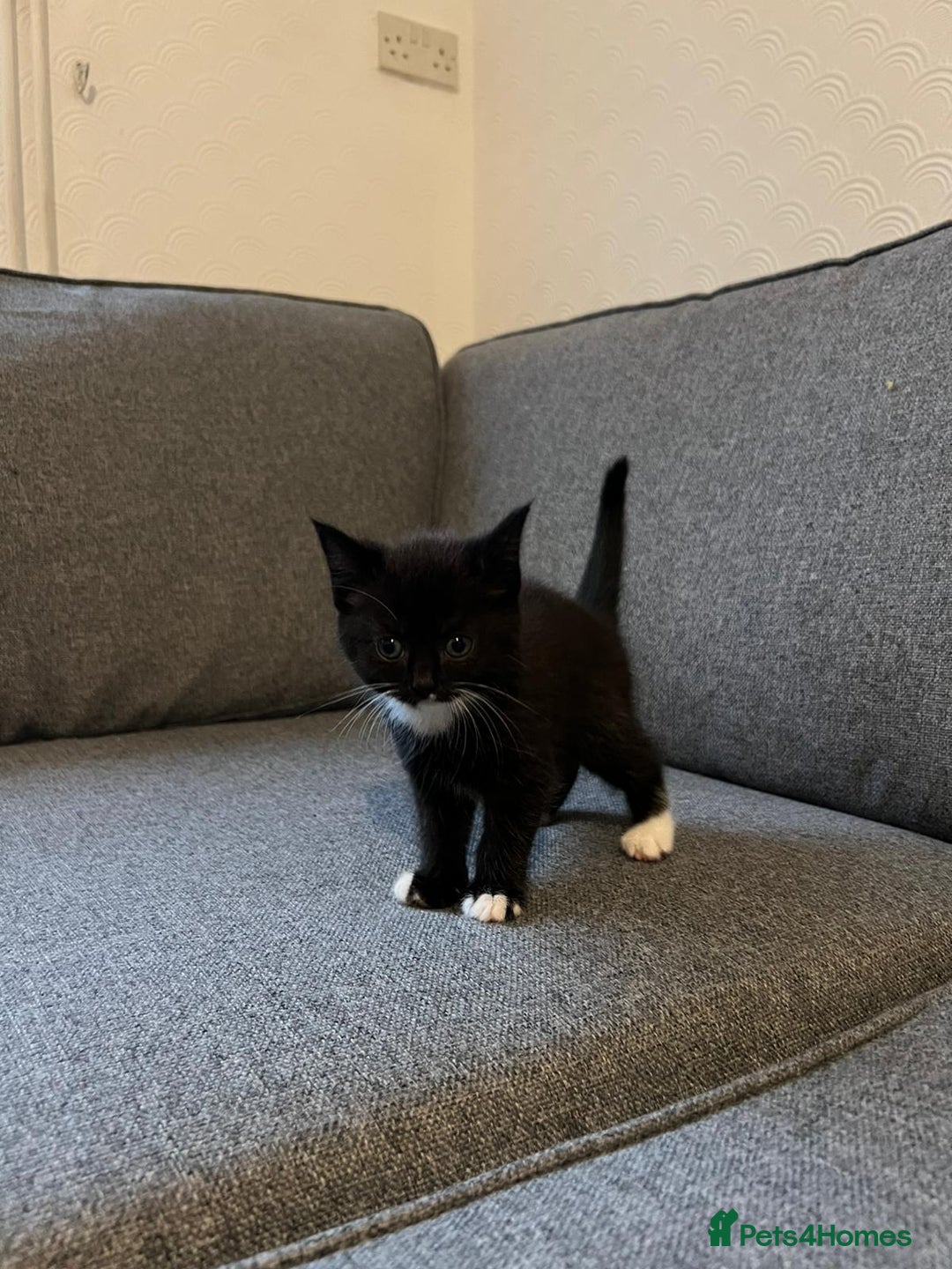 Maine Coon cats for sale: Little Half Main Coons - Advert 18