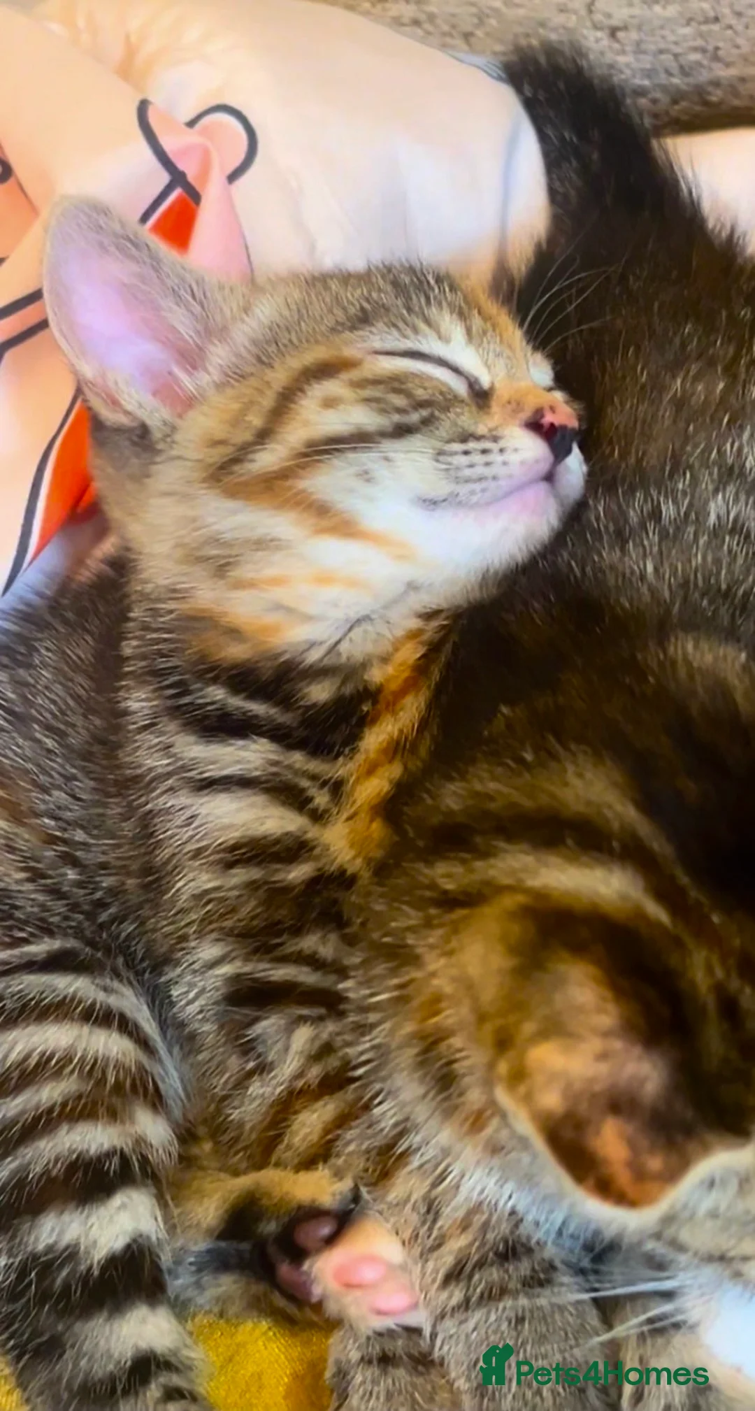 Mixed Breed cats for sale: Gorgeous tabby kitten available  - Advert 2