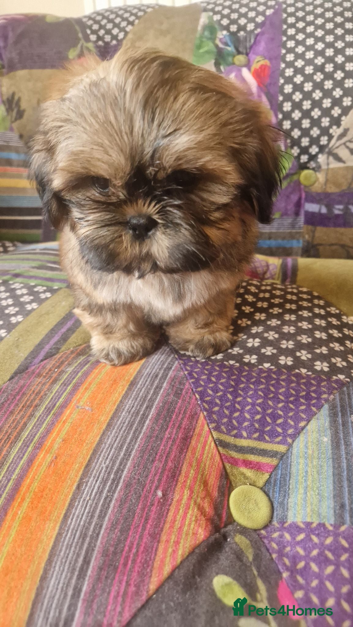 Shih Tzu dogs Shih-tzu pedigree puppies - Advert 1