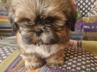 Shih Tzu dogs Shih-tzu pedigree puppies - Advert 1