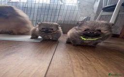 Pomeranian dogs for sale: EXTRA SMALL POMERANIAN GIRLS - Image 8