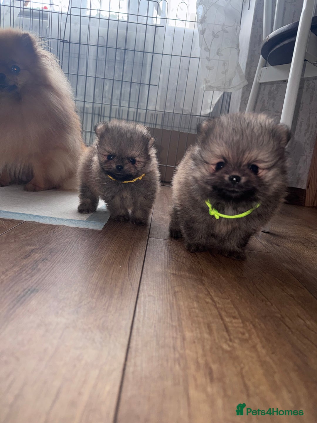 Pomeranian dogs for sale: EXTRA SMALL POMERANIAN GIRLS - Image 8