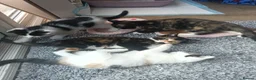 Mixed Breed cats for sale: 4 Beautiful cheeky kittens  - Advert 3