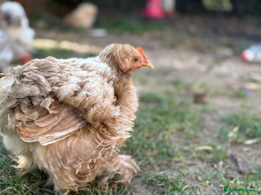Chickens poultry for sale: Full set up including hens - Image 8