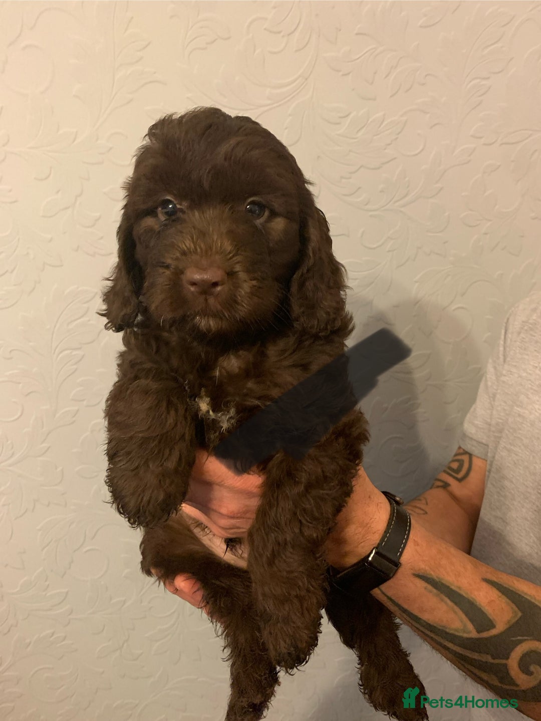 Cockapoo dogs for sale: FABULOUS LITTER OF COCKAPOO PUPPY’S - Advert 12