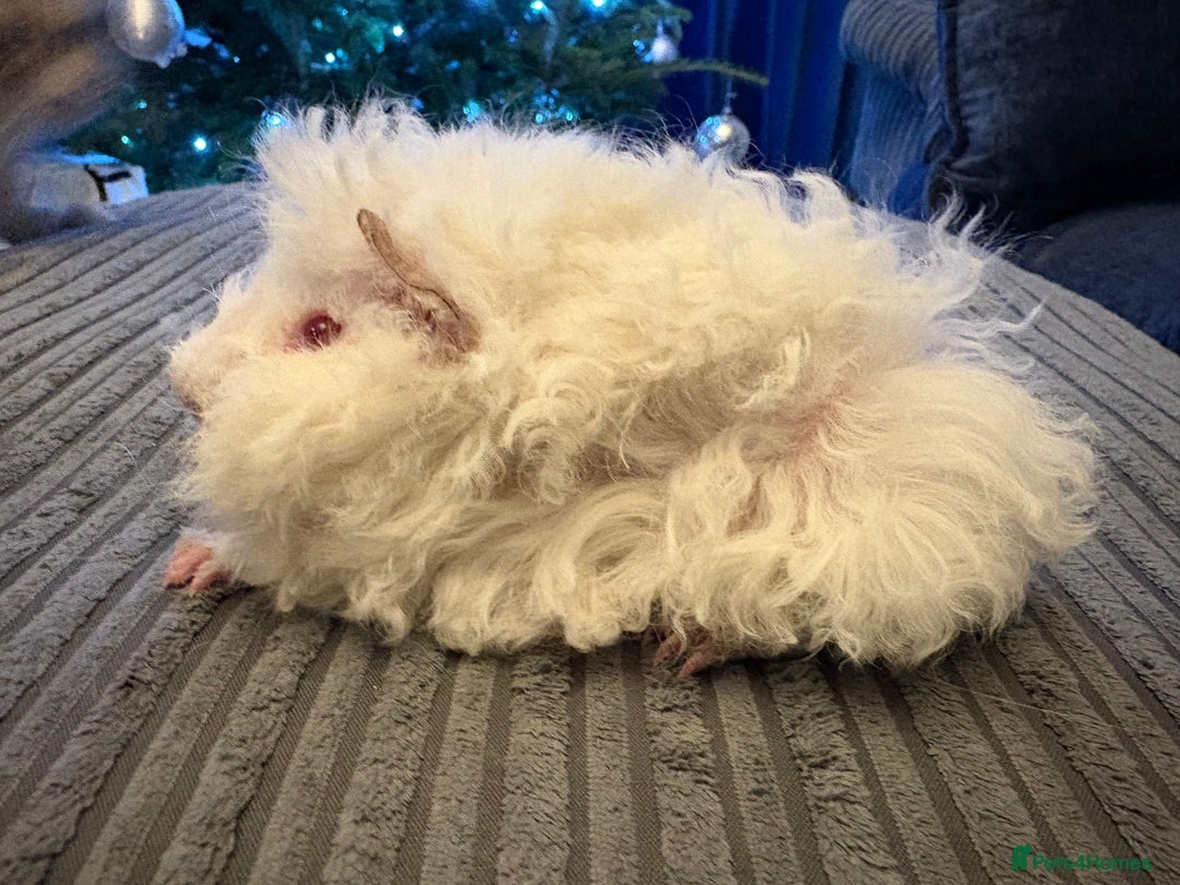 Guinea Pig rodents for sale: Himalayan Lunkarya boar  - Advert 1