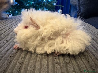 Guinea Pig rodents Himalayan Lunkarya boar - Advert 3