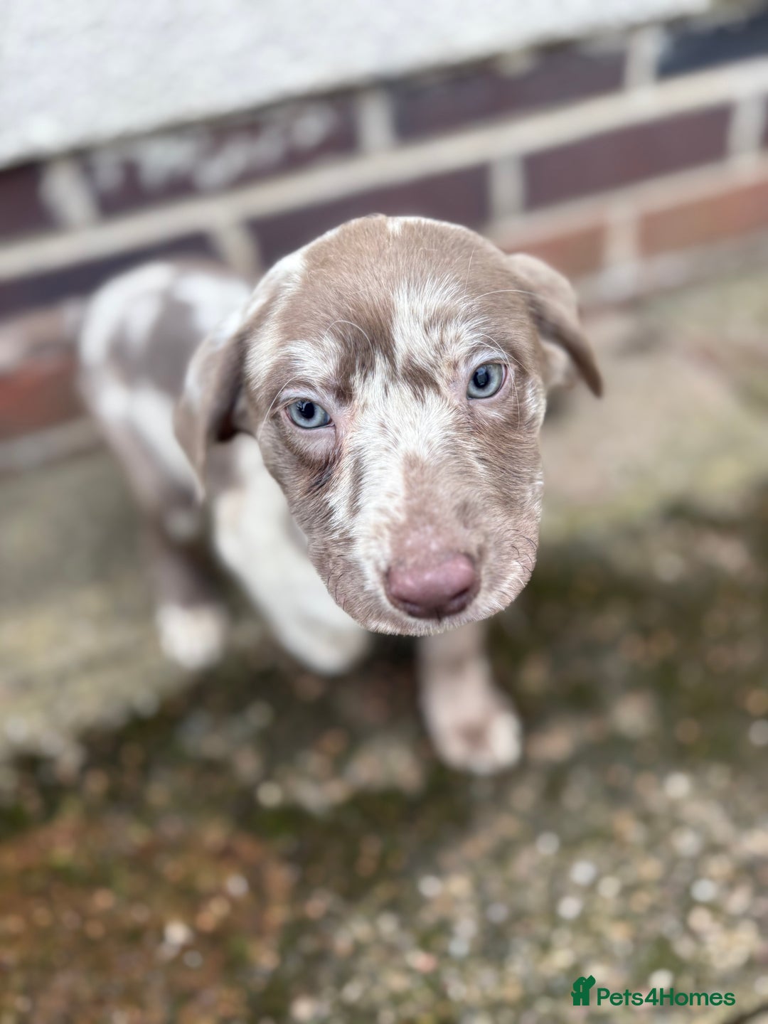 Labrador Retriever dogs for sale: Gorgeous Rare Labrador Retriever Pups  - Image 8