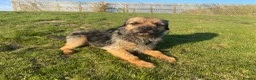 Border Terrier dogs for stud: Benji - Proven Border Terrier for stud - Advert 8