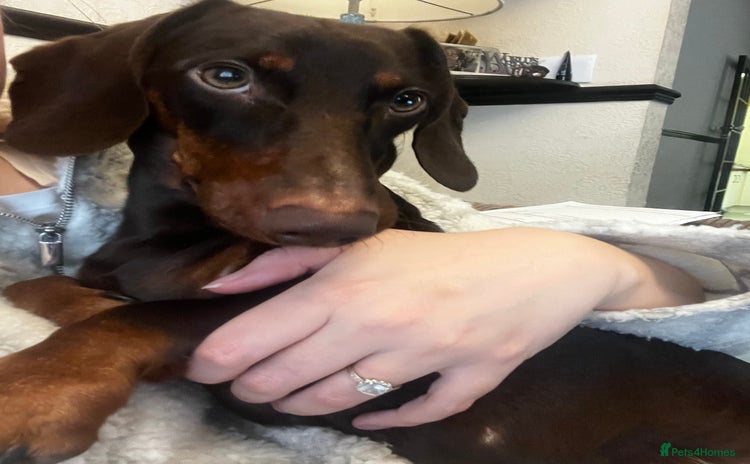 Dachshund dogs Rolo the Dachshund  - Advert 1