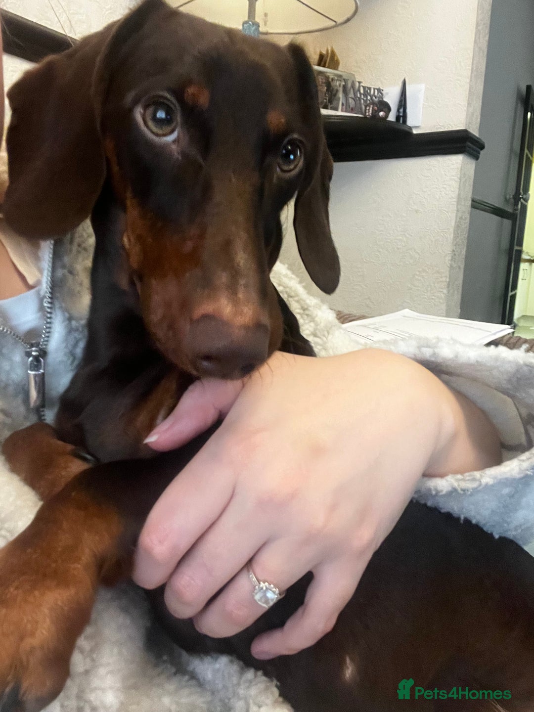 Dachshund dogs for sale: Rolo the Dachshund  - Advert 1