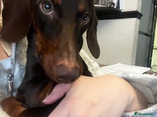 Dachshund dogs for sale: Rolo the Dachshund - Advert 1