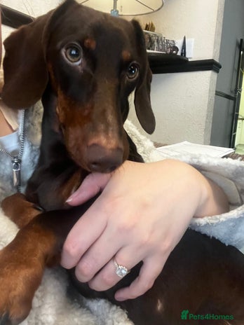 Dachshund dogs Rolo the Dachshund - Advert 1