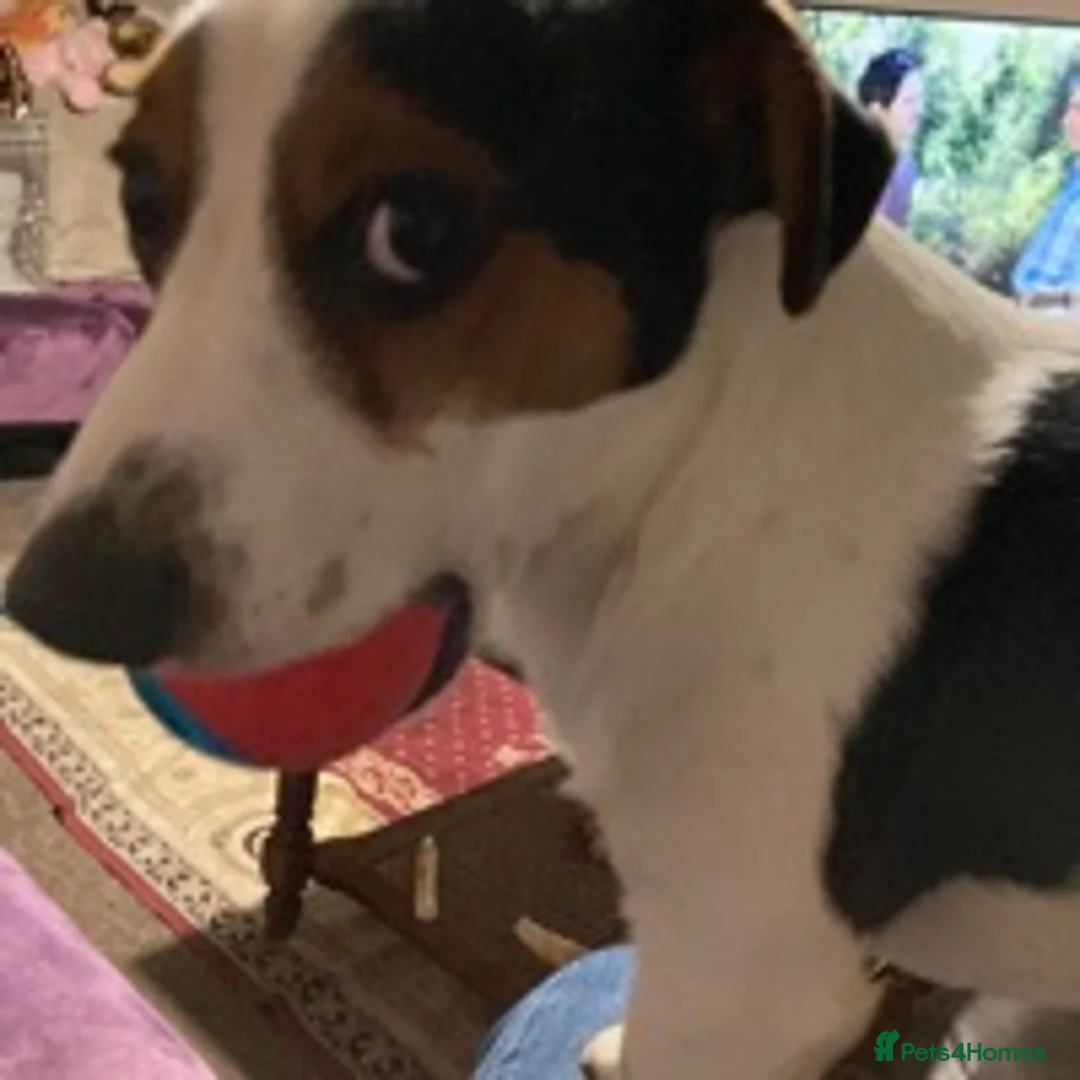 Jack Russell dogs for stud: Very handsome Jack Russell for stud in London - Advert 1