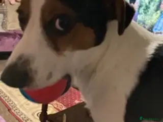 Jack Russell dogs Very handsome Jack Russell for stud in London - Advert 8