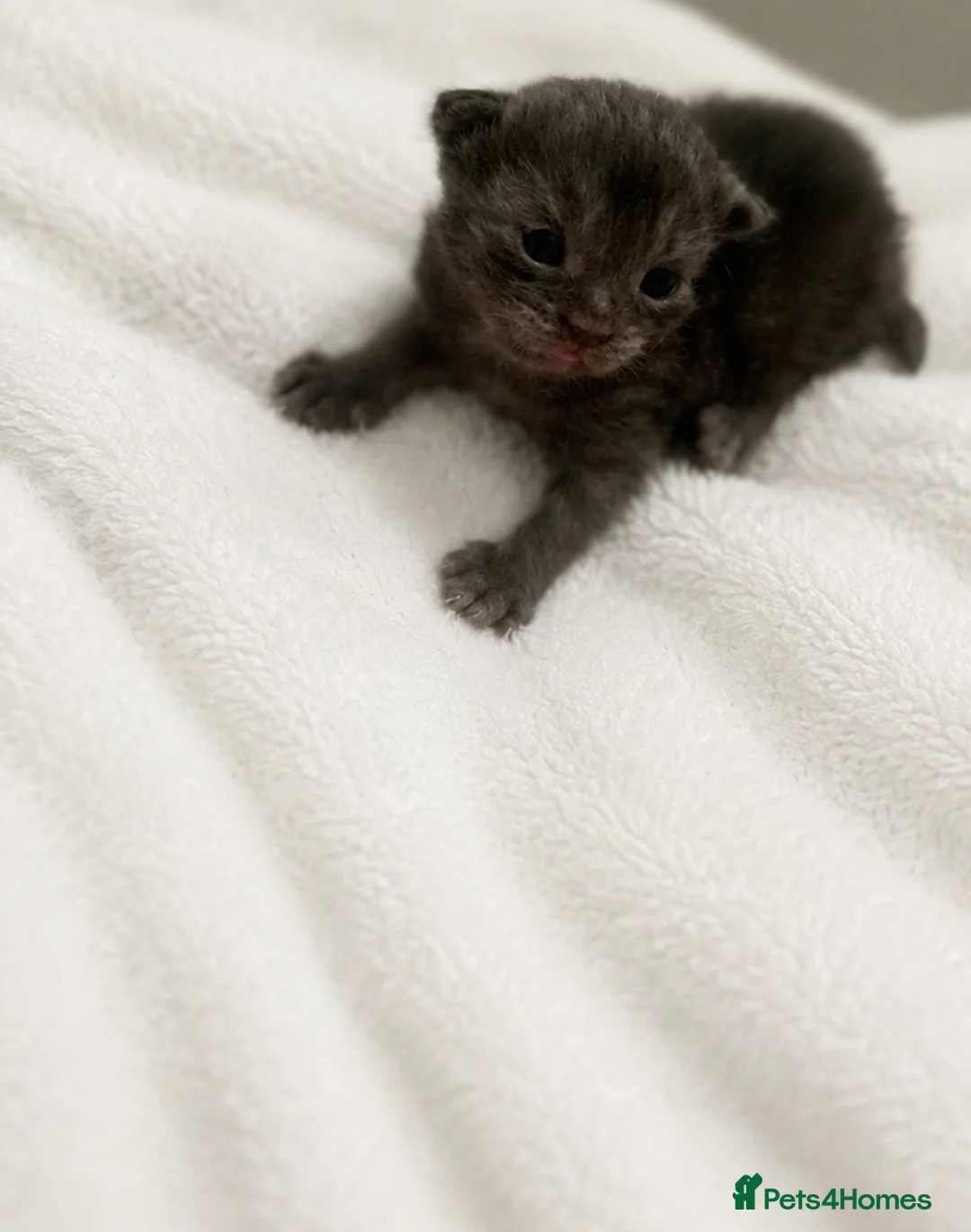 Scottish Fold cats for sale: 2 female Scottish folds🐾 - Advert 13